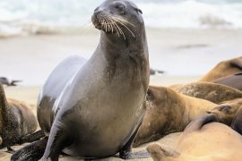 Sea-lion-disease.jpg