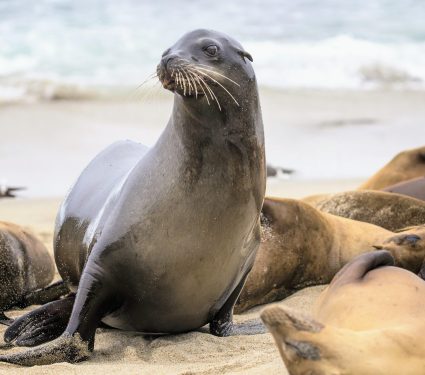 Sea-lion-disease.jpg