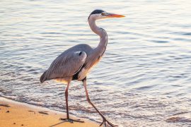 2025/10/Birds-fear272.jpg