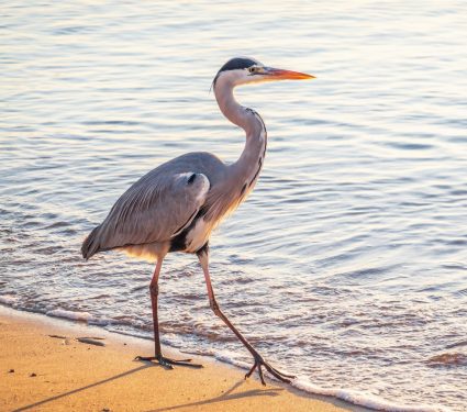 2025/10/Birds-fear272.jpg