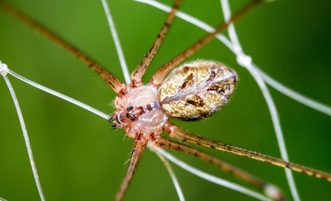 Family lived with 2,000 'brown recluse' spiders for five years