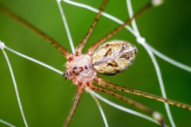 Close-up,Of,A,Brown,Recluse,Spider