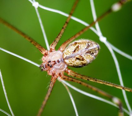 Close-up,Of,A,Brown,Recluse,Spider
