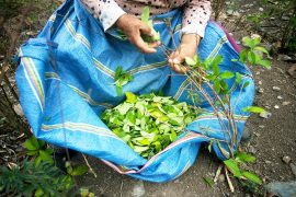 Organic,Plantation,Of,Coca,Plants,In,The,Peruvian,Jungle.,Farmer