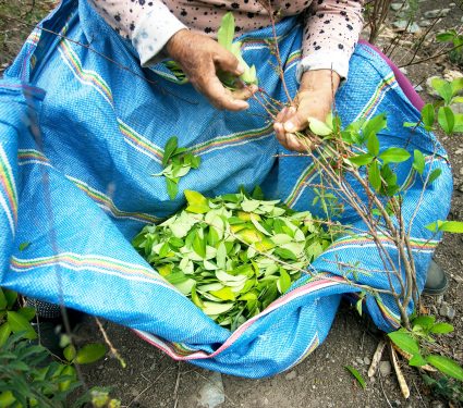 Organic,Plantation,Of,Coca,Plants,In,The,Peruvian,Jungle.,Farmer