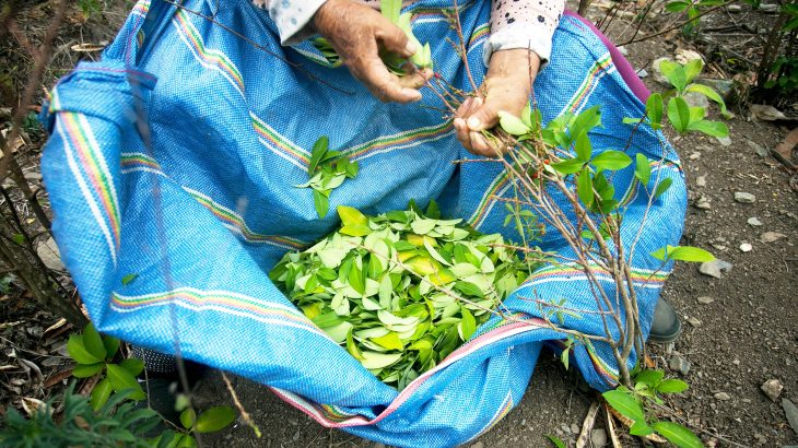 Scientists urge the WHO to decriminalize 'coca' - the leaf that make cocaine