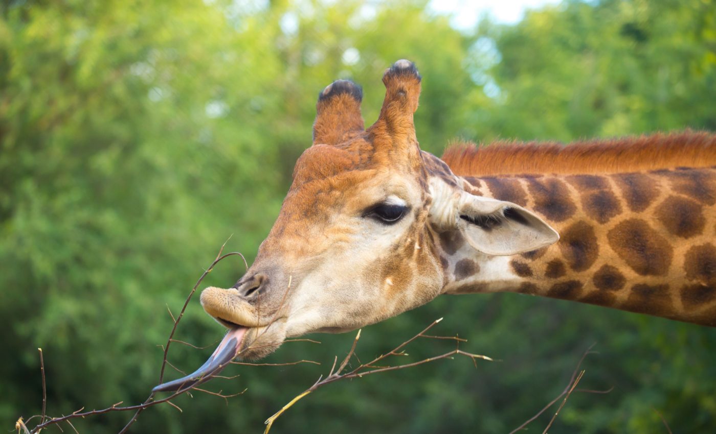 How gut microbes are helping wildlife survive a changing savanna