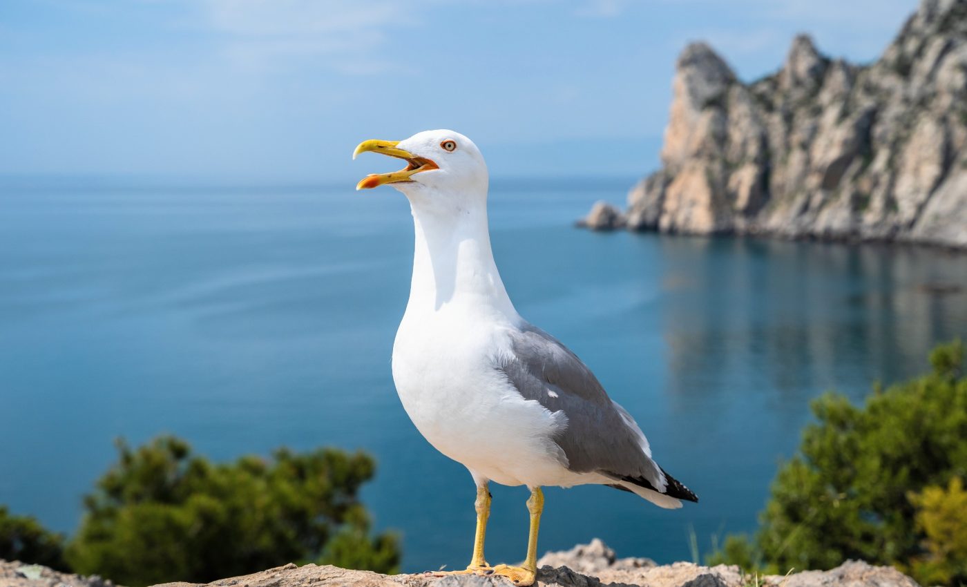 Birds may decide where plants survive in the future