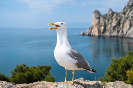 2025/10/Birds-plants.jpg