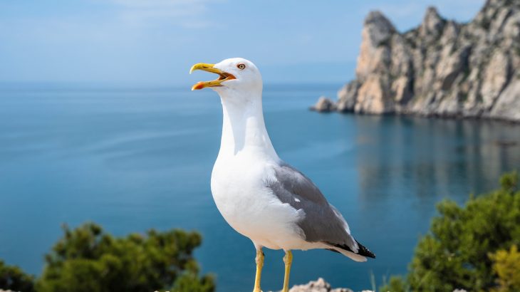Birds may decide where plants survive in the future