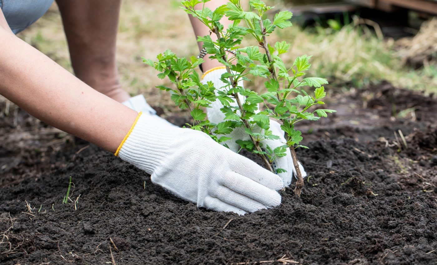 Smart carbon removal strategies could stabilize Earth's climate for centuries
