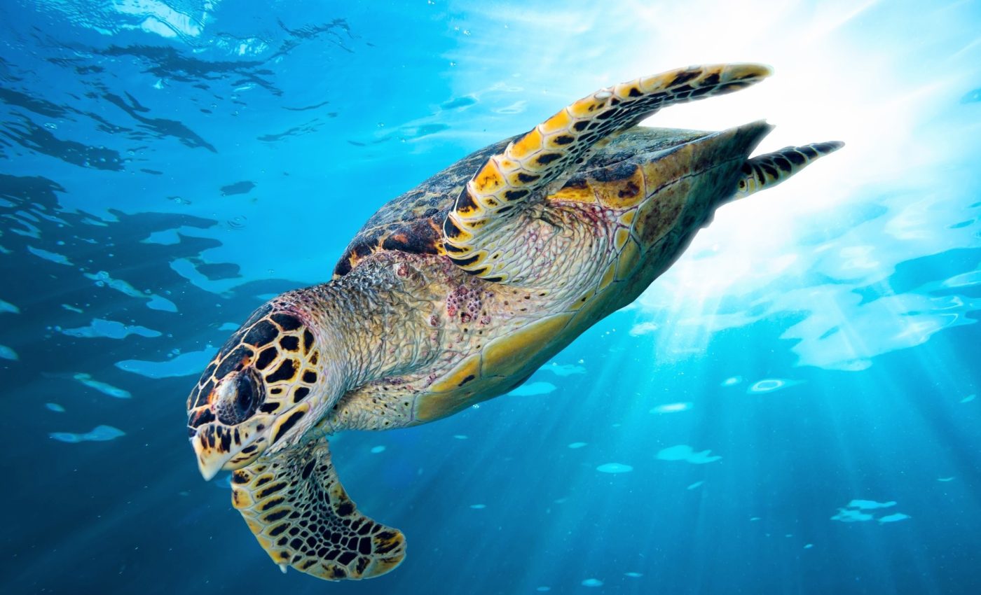 Solar lights could save sea turtles from deadly fishing nets
