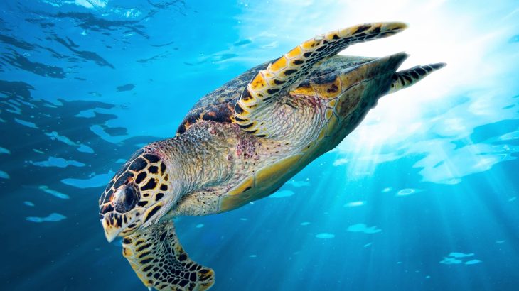 Solar lights could save sea turtles from deadly fishing nets