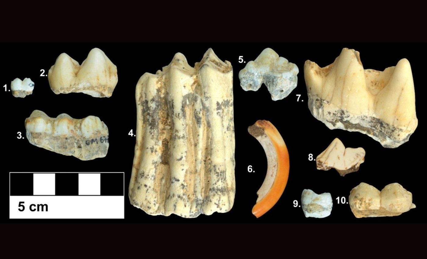 Ancient teeth reveal why some animals survived climate change