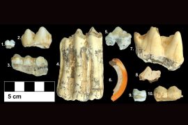 2025/10/Ancient-teeth-climate.jpg