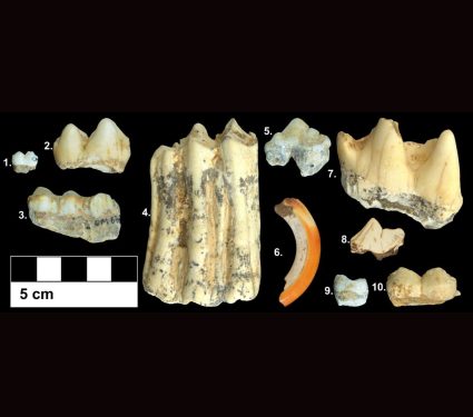 2025/10/Ancient-teeth-climate.jpg