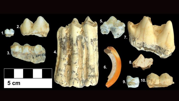 Ancient teeth reveal why some animals survived climate change