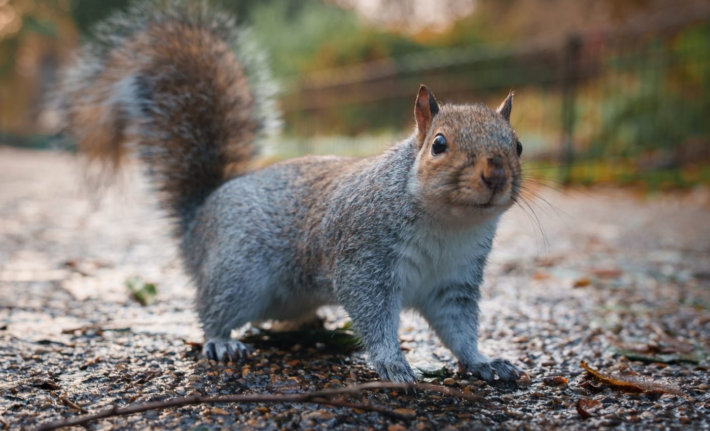 Steady road noise helps squirrels feel safer near traffic