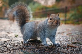 2025/10/Squirrel-road-noise-.jpg
