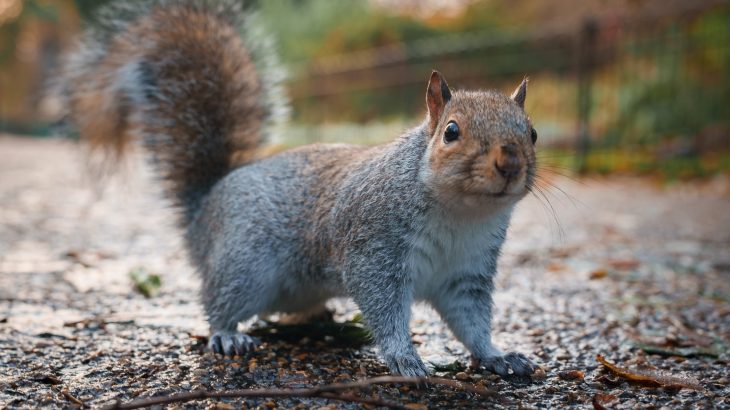 Steady road noise helps squirrels feel safer near traffic