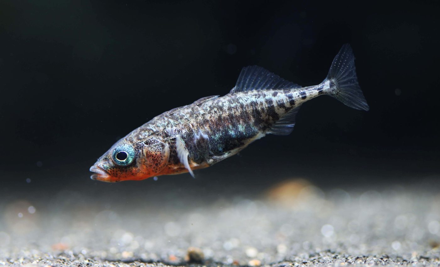 Stickleback fish show how neighboring species can ignite evolution