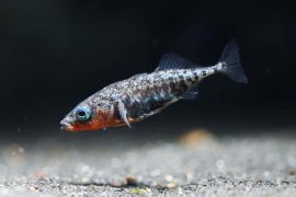 2025/10/Stickleback-evolution.jpg