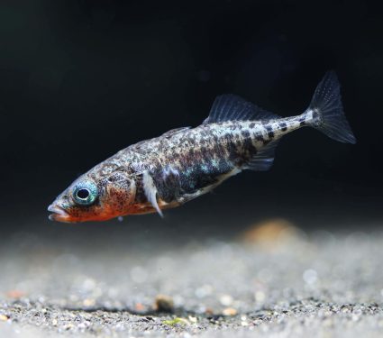 2025/10/Stickleback-evolution.jpg