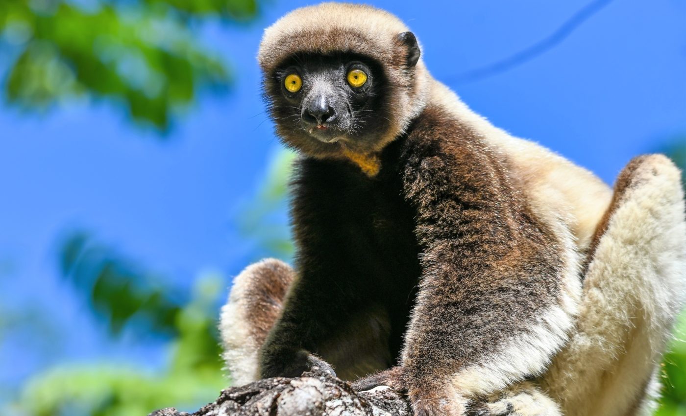 Humans are pushing life on Earth toward the next mass extinction