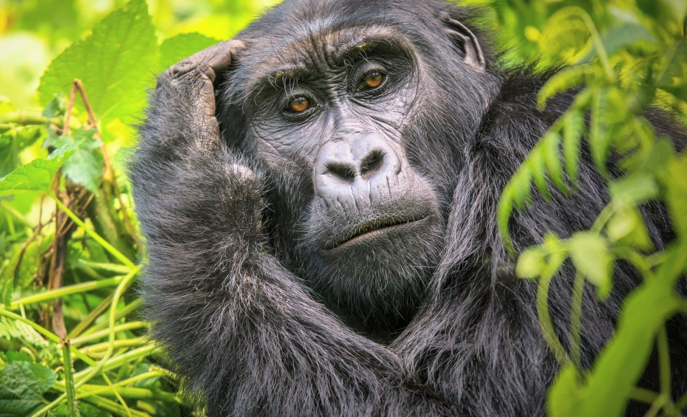How mountain gorillas defy the rules of reproduction and survival