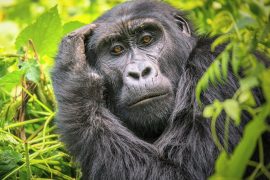 2025/10/Mountain-gorillas-reproduction2.jpg