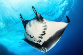 2025/10/Manta-Ray-dive.jpg