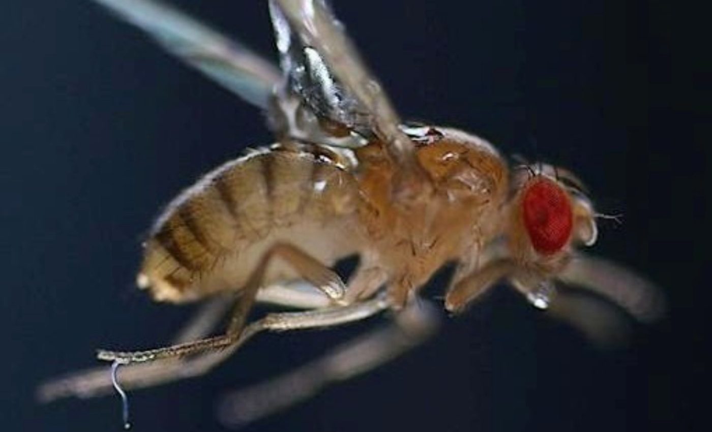 How tiny worms leap through the air to catch their prey
