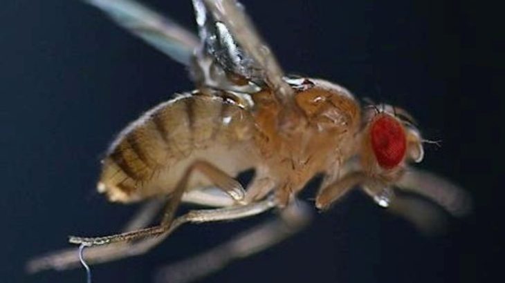 How tiny worms leap through the air to catch their prey