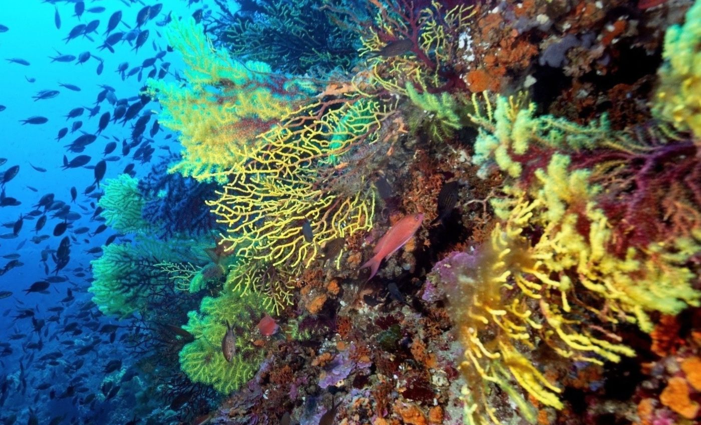 How a Mediterranean coral thrives in heat that kills others