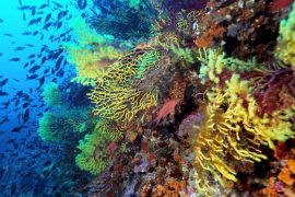2025/10/Mediterranean-coral2.jpg