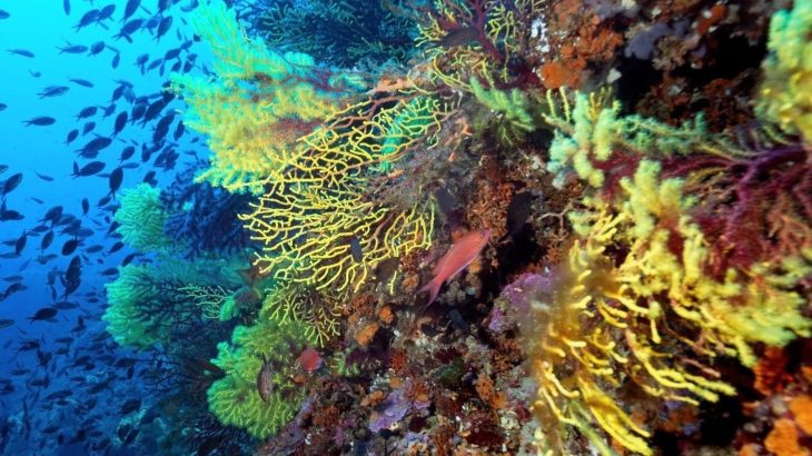 How a Mediterranean coral thrives in heat that kills others