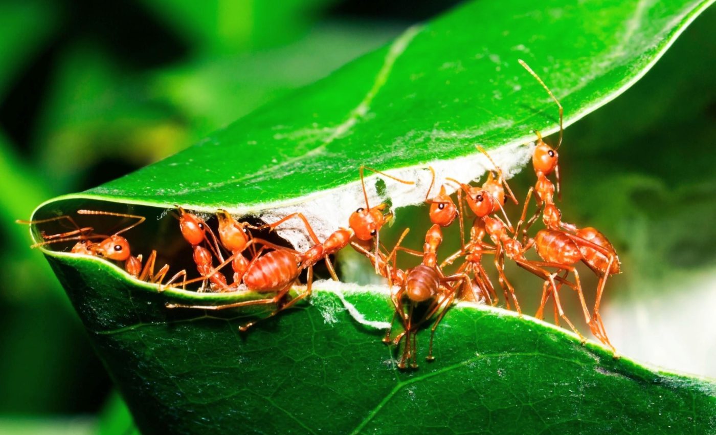Ants redesign their nests to stop disease outbreaks