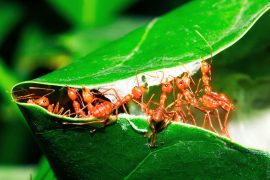 2025/10/Ant-nest-1.jpg