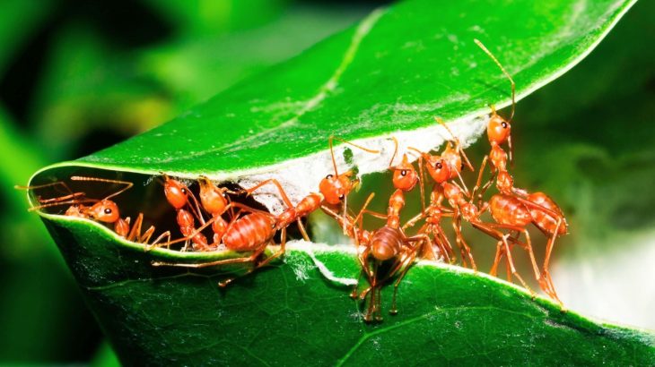 Ants redesign their nests to stop disease outbreaks
