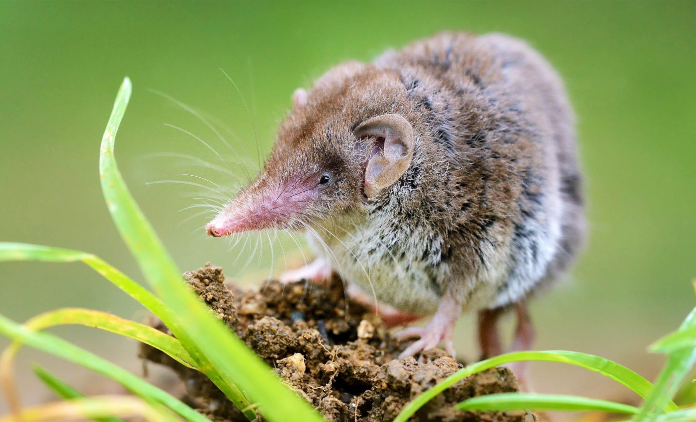 Confirmation that the last Australian shrew has disappeared forever