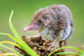 2025/10/lesser-white-toothed-shrew_1m.jpg