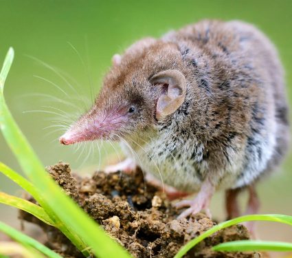 2025/10/lesser-white-toothed-shrew_1m.jpg