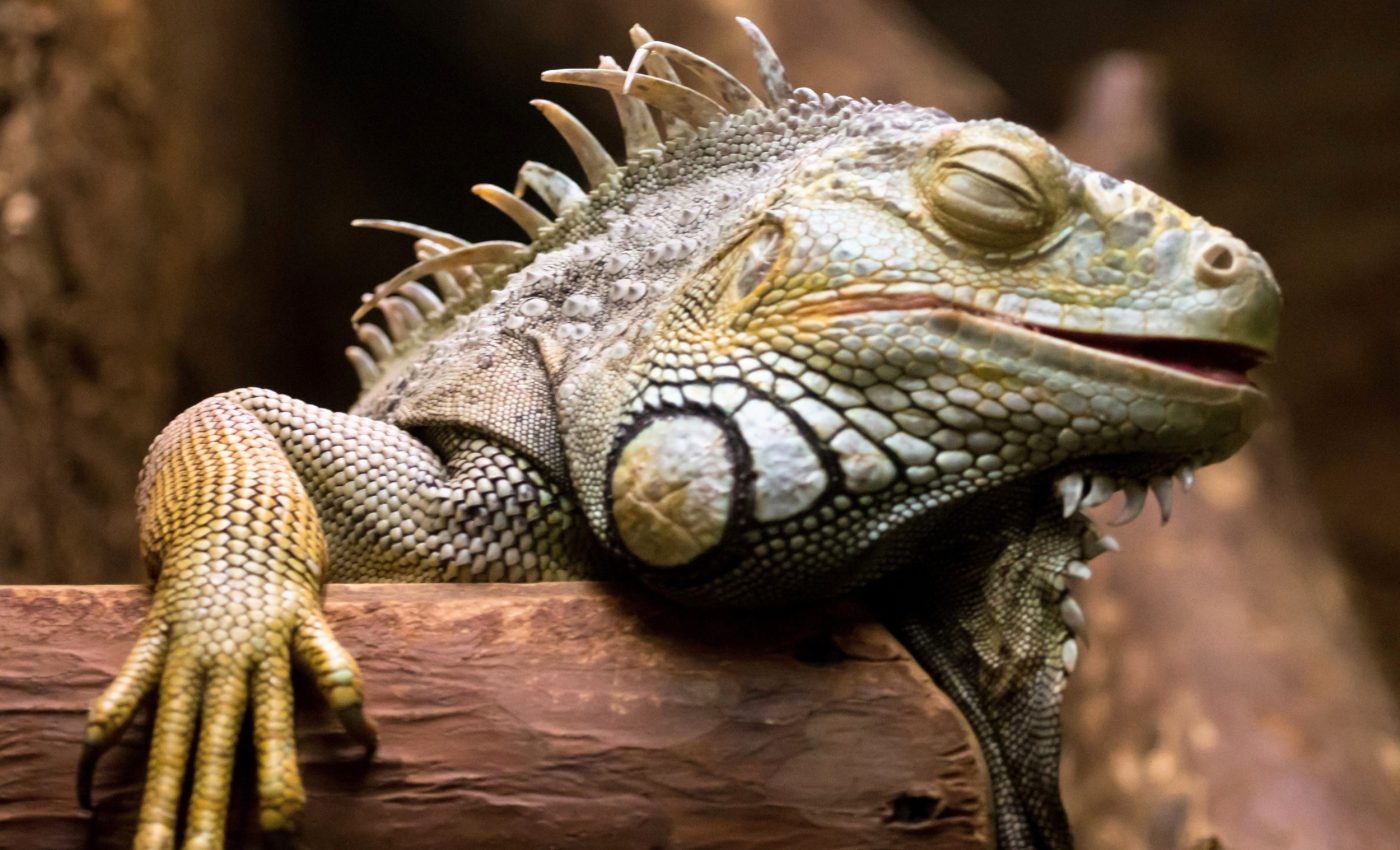 National Reptile Awareness Day: Honoring the ancient survivors