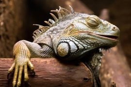 2025/10/Reptile-Awareness-Day.jpg