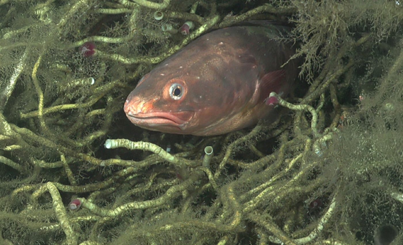 Chile’s prized fish finds a surprising home in the deep sea