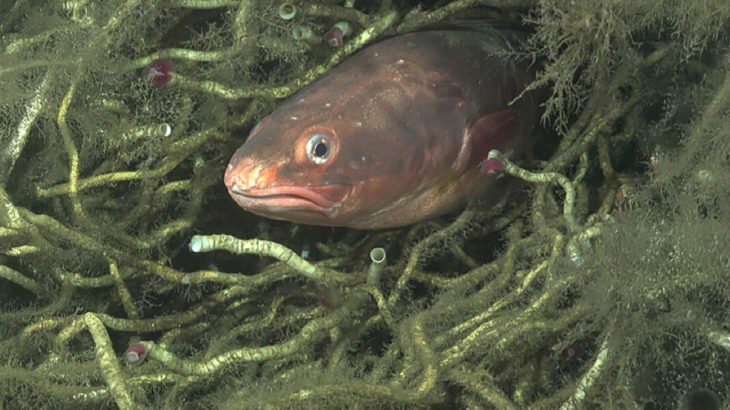 Chile’s prized fish finds a surprising home in the deep sea