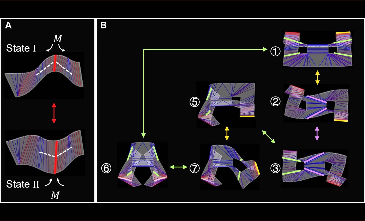 Soft robots called 'metabots' change shape on demand with tiny signals