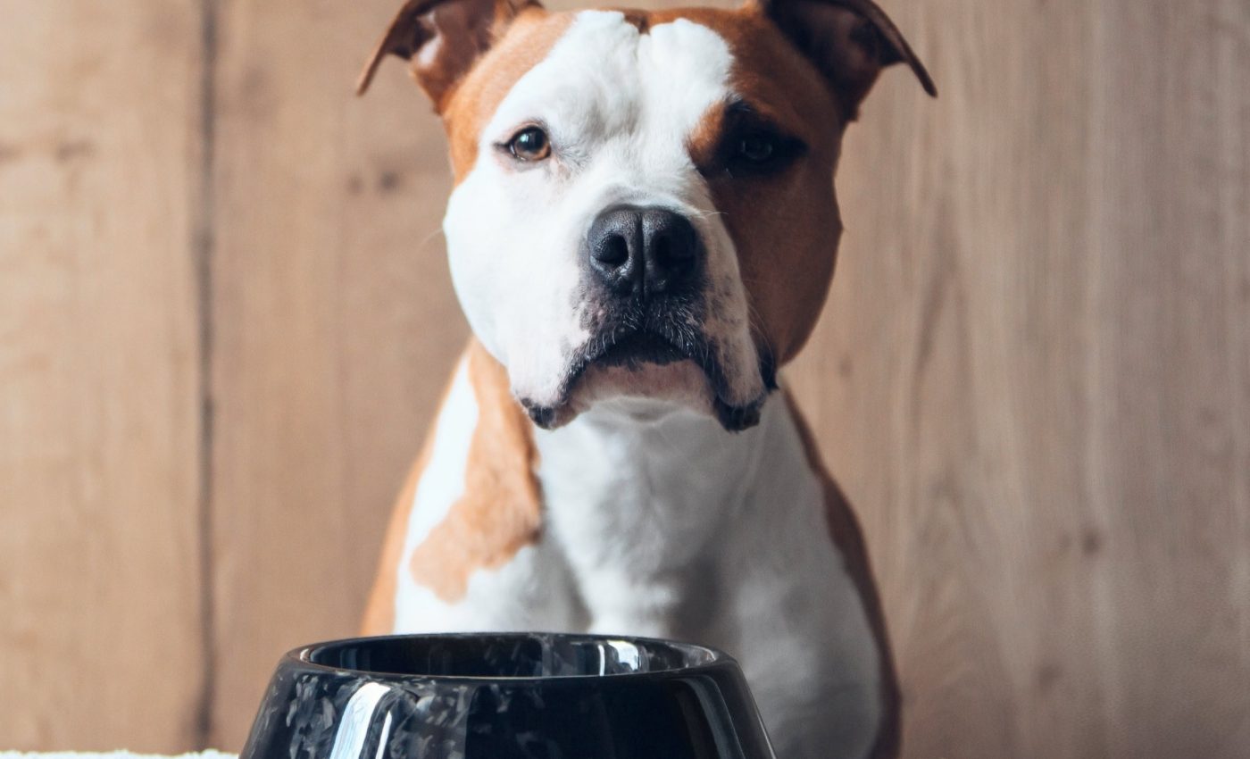 Which diet is best for your dog? Surprising new insights revealed