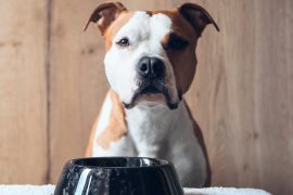 2025/10/Dog-diets2.jpg