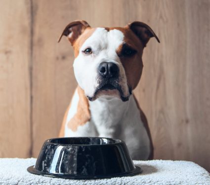 2025/10/Dog-diets2.jpg